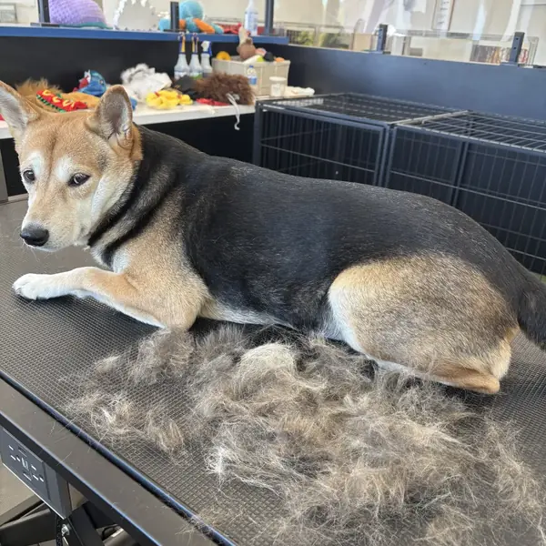 Dog looking sharp after grooming at K9 Rox Club